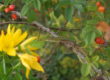 Toritto pulicchio