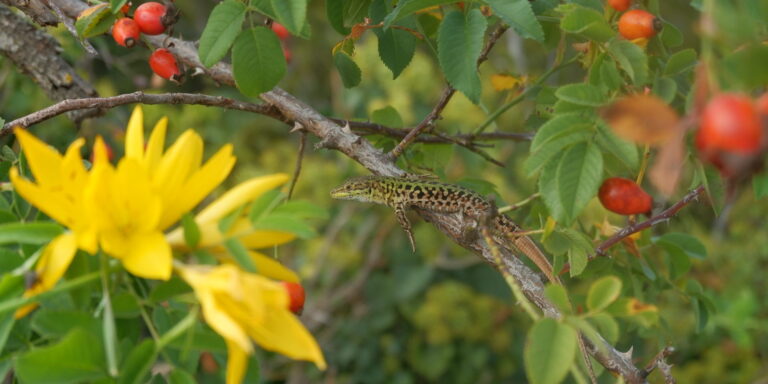 Toritto pulicchio